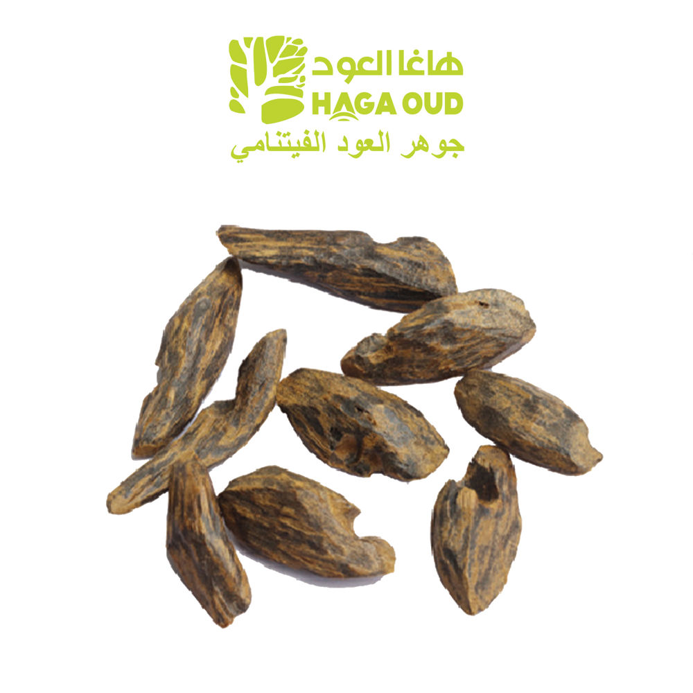 مجد العود ASCG_thumbnail_0