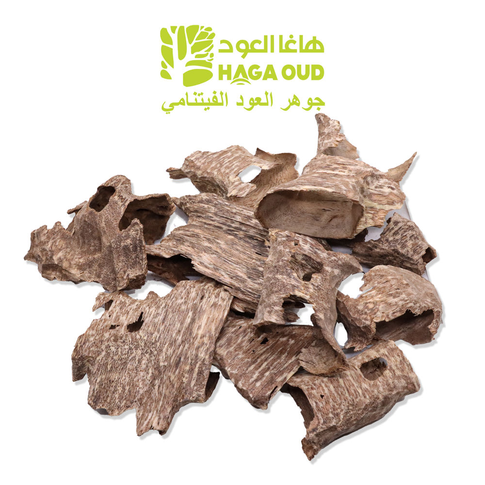 سوبر قواقع العود بالدرجة الثالثة ACKSS3