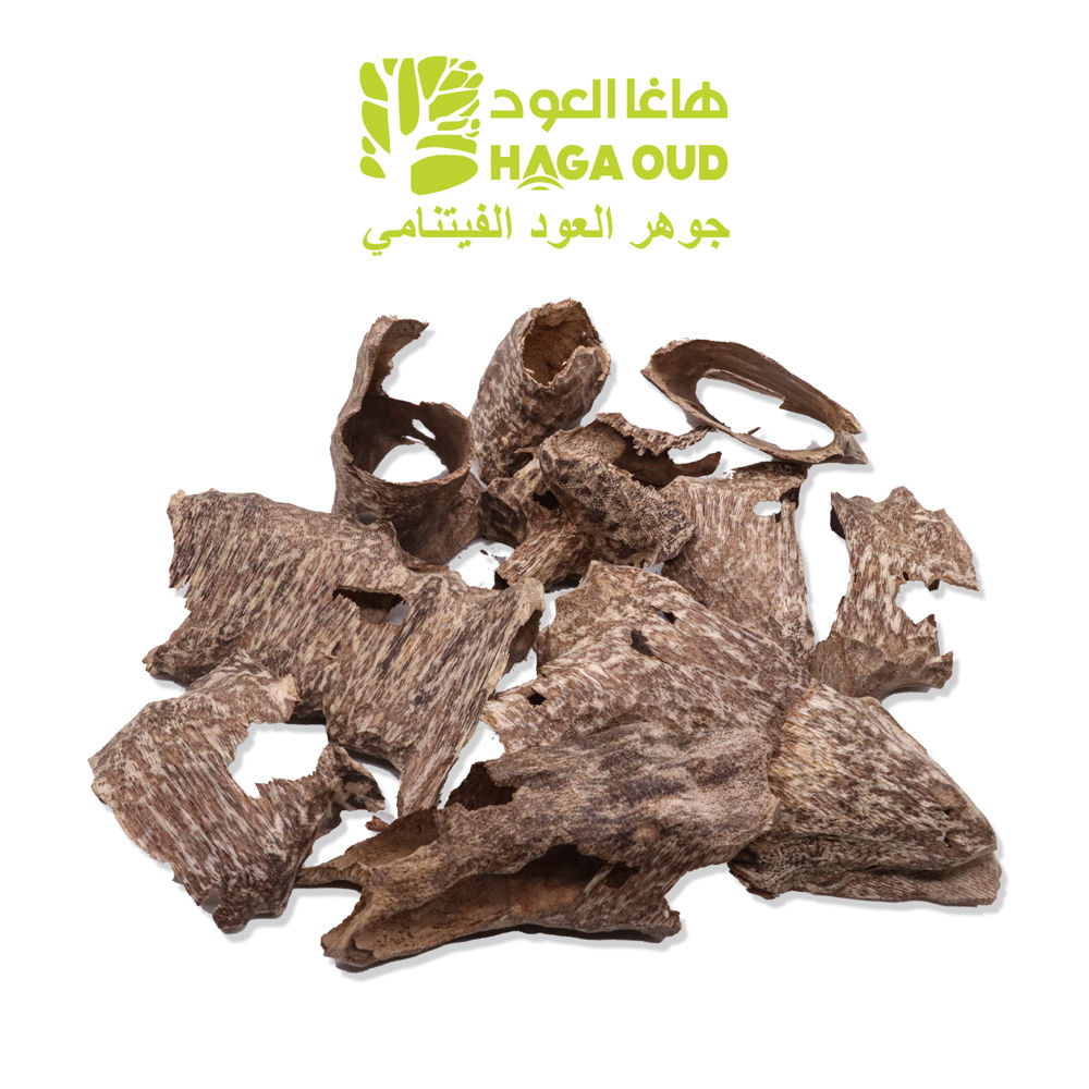 سوبر قواقع العود بالدرجة الثانية ACKSS2